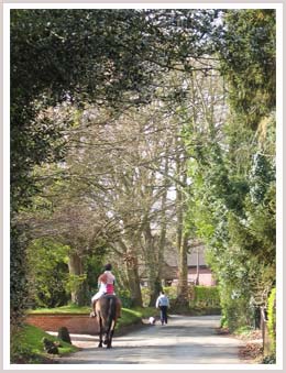 An image of a rider and horse going along a tree sided lane