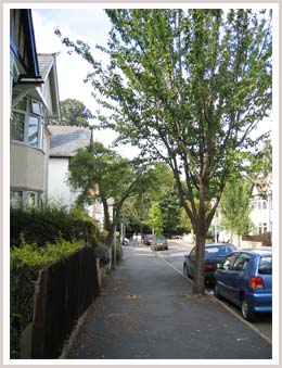 An image of a wide path with parked cars and trees along the side